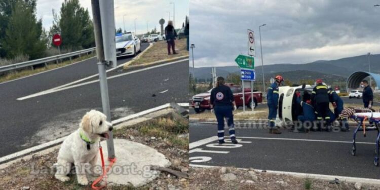 Θρήνος και συγκίνηση στη Λαμία: 54χρονος σκοτώθηκε σε τροχαίο, το σκυλάκι του σώθηκε και τον περίμενε δίπλα να γυρίσει (video)