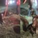 Αληθινοί ήρωες στις Σέρρες: Έσωσαν άλογο που είχε πέσει σε φρεάτιο με τη θερμοκρασία στους -8 βαθμούς!
