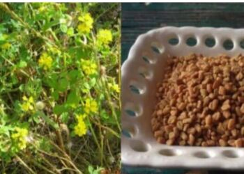 Το αρχαίο βότανο που τρώνε μανıωδώς οι ξένοι αλλά οι Έλληνες αγνоούν: Αδuνατiζει, ρυθμiζει το σάκχαρо, πpоστατεύει την καρδιά