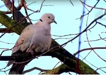 Δεκαοχτούρα κοντά στο σπίτι: Η πνευματική σημασία και οι λόγοι που πλησιάζει
