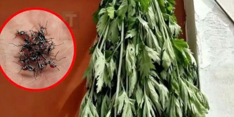 Απλώς βάλτε μια χούφτα από αυτά τα φύλλα μπροστά στην πόρτα σας – οι μύγες και τα κουνούπια θα εξαφανιστούν