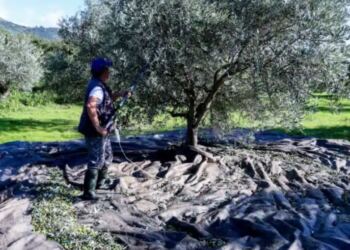 «Βόμβα» για όσους έχουν ελιές στην Ελλάδα, ακόμη και αν δεν τις μαζεύουν ή δεν βγάζουν λάδι – Πρέπει να κάνουν 1 πράγμα αλλιώς πληρώνουν