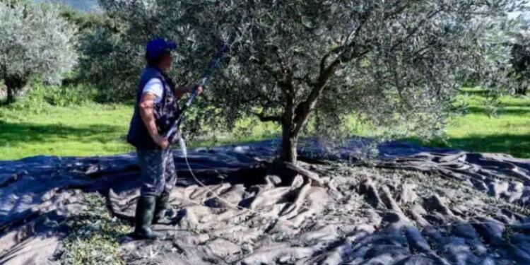 «Βόμβα» για όσους έχουν ελιές στην Ελλάδα, ακόμη και αν δεν τις μαζεύουν ή δεν βγάζουν λάδι – Πρέπει να κάνουν 1 πράγμα αλλιώς πληρώνουν