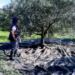 «Βόμβα» για όσους έχουν ελιές στην Ελλάδα, ακόμη και αν δεν τις μαζεύουν ή δεν βγάζουν λάδι – Πρέπει να κάνουν 1 πράγμα αλλιώς πληρώνουν