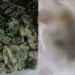 Νεκρό ποντίκι σε Ελληνικό κατεψυγμένο σπανάκι πασίγνωστης εταιρείας