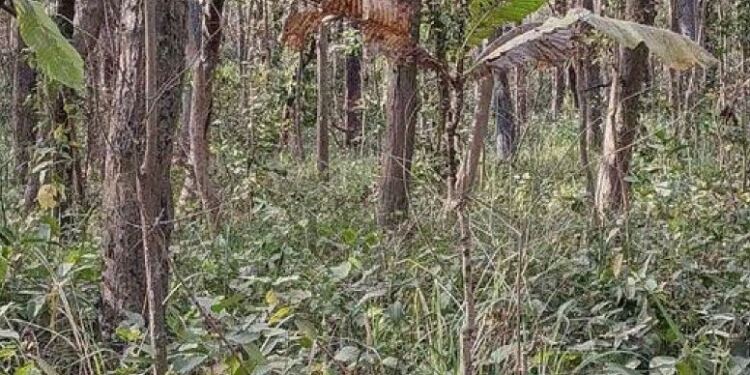 Έχετε όραση αετού αν μπορείτε να βρείτε την τίγρη στην εικόνα σε 22 δευτερόλεπτα
