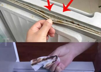 Πώς να καθαρίσετε γρήγορα και αποτελεσματικά τις μουχλιασμένες φλάντζες του ψυγείου σε μόλις 5 λεπτά