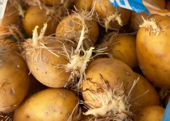 Πώς θα διατηρήσετε τις πατάτες φρέσκιες – Το κόλπο για να μη βγάλουν φύτρες