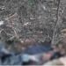 Θρίλερ στην Χαλκιδική με τα ανθρώπινα οστά που βρέθηκαν σε σακούλα