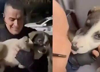 Μενίδι: Αστυνομικός έσωσε κουτάβι που χτυπήθηκε από ΙΧ – Το μετέφερε στο ΑΤ και έγινε η… μασκότ του