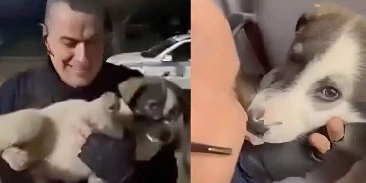 Μενίδι: Αστυνομικός έσωσε κουτάβι που χτυπήθηκε από ΙΧ – Το μετέφερε στο ΑΤ και έγινε η… μασκότ του