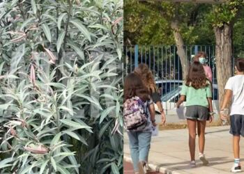Το «θανάσιμο» φυτό στις σχολικές αυλές – Η επείγουσα εγκύκλιος του ΕΟΔΥ