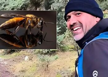 Τι είναι το αλλεργικό σοκ από το οποίο πέθανε ο 46χρονος στο Ναύπλιο: Πότε ένα τσίμπημα γίνεται απειλητικό για τη ζωή