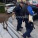 Δεν θα πιστεύετε ποιος είναι ο άντρας που το είχε παράνομο μαντρί στους Αμπελόκηπους
