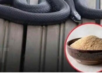 Μπορούν πραγματικά οι έντονες μυρωδιές να κρατήσουν τα φίδια μακριά;