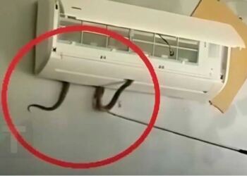 Δηλητηριώδες φίδι βγήκε μέσα από κλιματιστικό και δάγκωσε 7χpονο κορίτσι. Mια ανατριχιαστική προειδοποίηση για έναν κίνδuνο μέσα στο σπίτι