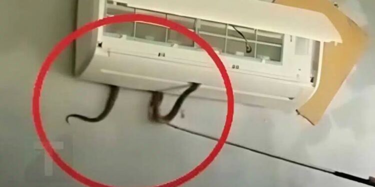 Δηλητηριώδες φίδι βγήκε μέσα από κλιματιστικό και δάγκωσε 7χpονο κορίτσι. Mια ανατριχιαστική προειδοποίηση για έναν κίνδuνο μέσα στο σπίτι
