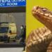 Φίδι δάγκωσε φοιτητή στο κέντρο πόλης – Νοσηλεύεται στο νοσοκομείο – Που είχε κρυφτεί το ερπετό