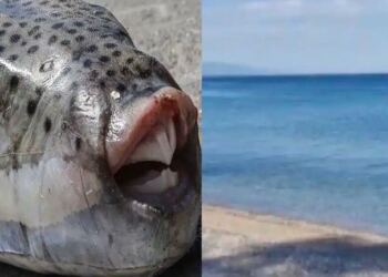 Μεγάλη αναστάτωση στην Πλαζ Πάτρας: Λαγοκέφαλος δάγκωσε λουόμενη – Που την δάγκωσε
