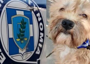 Σοκ πόσα έβαλαν πρόστιμο σε 47χρονη επειδή μετέφερε σκύλο σε κλουβί που δεν επέτρεπε την ελεύθερη κίνησή του