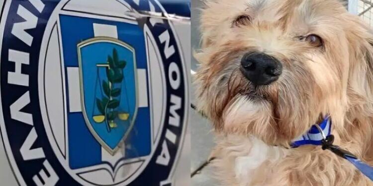 Σοκ πόσα έβαλαν πρόστιμο σε 47χρονη επειδή μετέφερε σκύλο σε κλουβί που δεν επέτρεπε την ελεύθερη κίνησή του